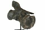 Dinosaur (Diplodocus) Caudal Vertebra - Metal Stand #77921-6
